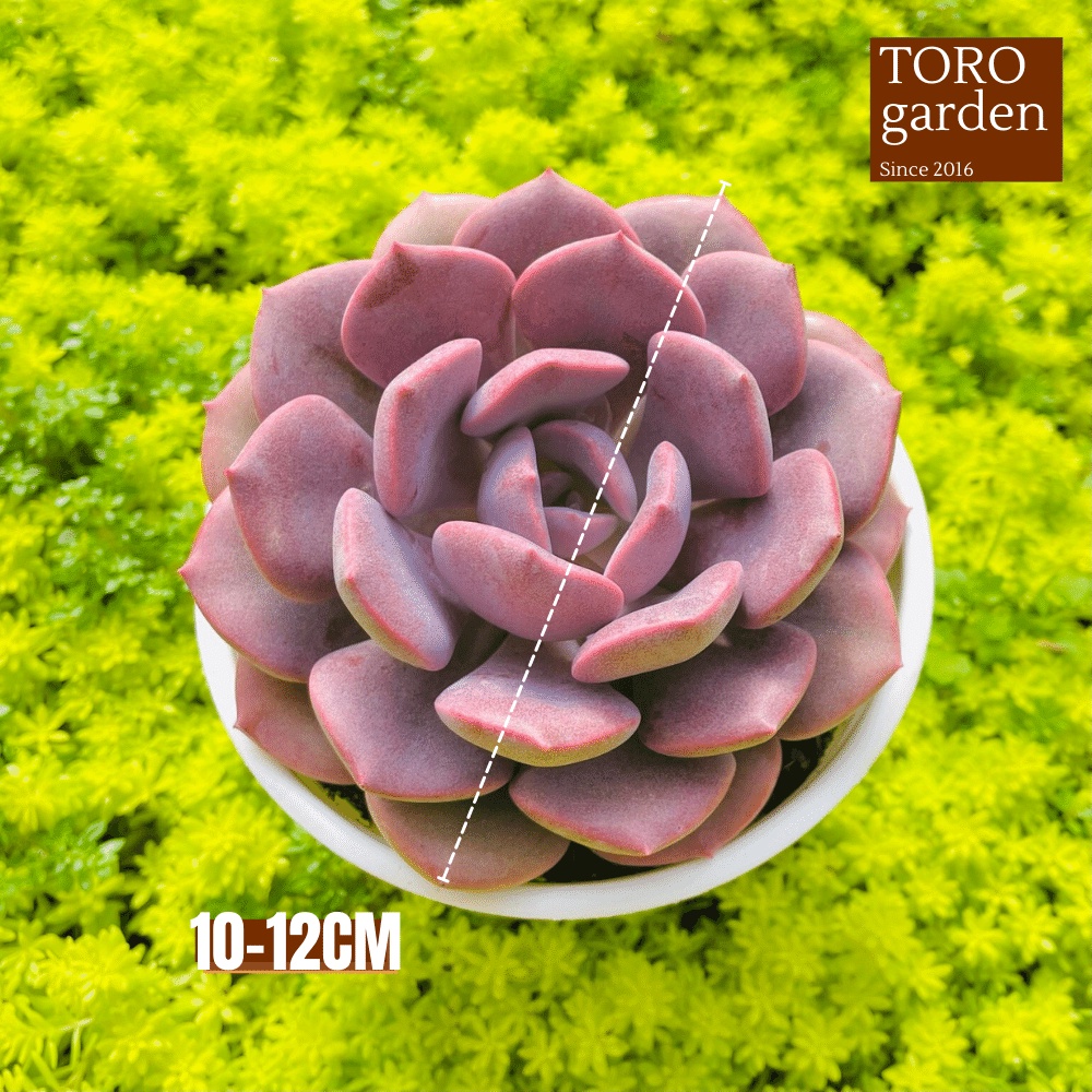 Sen đá hồng hoa Đà Lạt size trung bình cây cảnh trang trí nhà cửa Toro garden