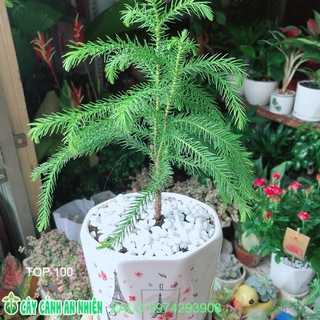 Chậu cây tùng bồng lai