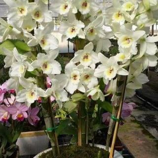 Dendro xuân cây giống