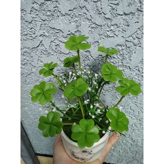 Chậu cỏ 4 lá may mắn