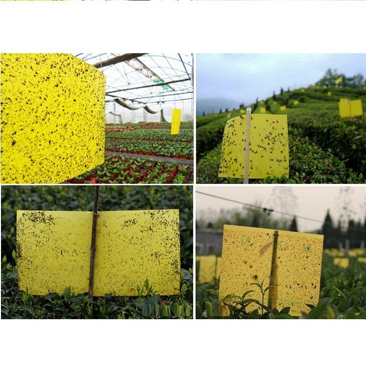 Set 5 miếng dán bẫy côn trùng, ruồi vàng kích thước 15cmx25cm