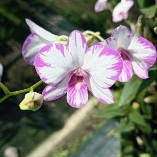Chớp enobi - chớp sữa