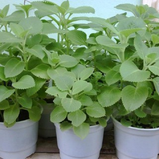 CHẬU CÂY HÚNG CHANH ( CÂY RAU TẦN LÁ DÀY )-DƯỢC LIỆU QUÝ chữa ho