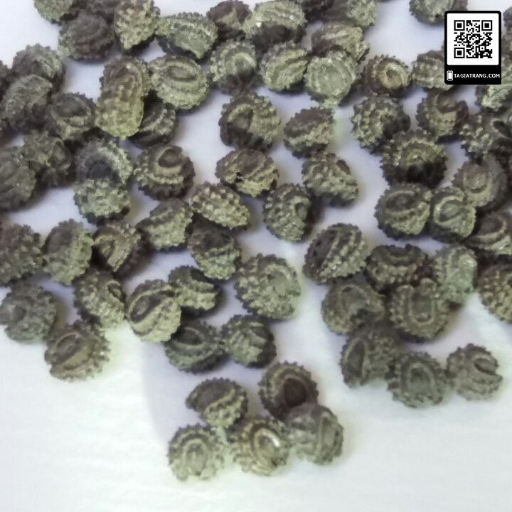 Hạt giống sương sâm lông rừng