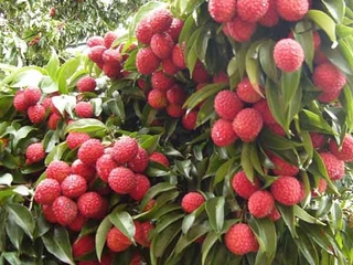 Cây VẢI THIỀU lục ngạn bắc giang