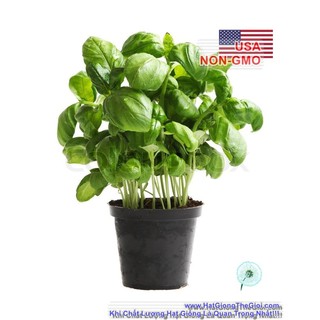 5GR 4000.HẠT Hạt Giống Rau Thơm Húng Tây Basil Ý Genovese (| B43*W43)