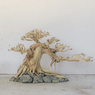 Bonsai thủy sinh mini - hải sa quỳ ghép tán xương chùm - mã giảm 10%: vinhtaiaq