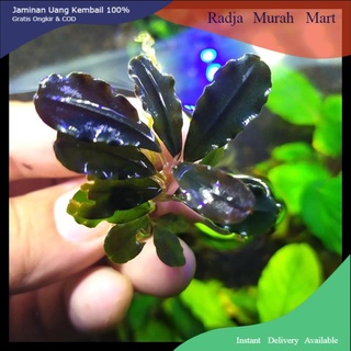 Bucephalandra Sp Có Màu Tím Xanh Lam