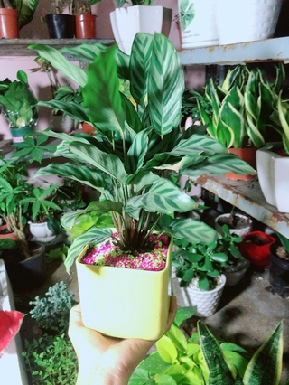 Chậu Cây Đuôi Công Xanh