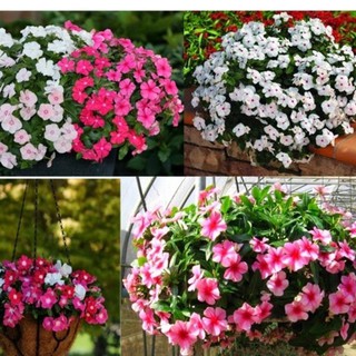 Hạt giống hoa dừa cạn mix 100 hạt