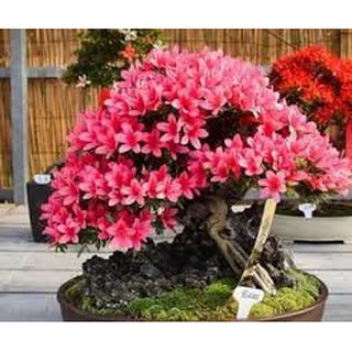 CÂY GIỐNG HOA ĐỖ QUYÊN NHẬT BẢN ĐỦ MÀU(10 MÀU)