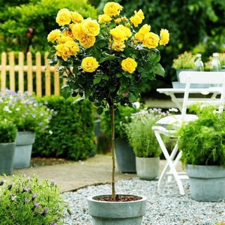 Combo 10 gốc hồng thân gỗ 10 mầu - tặng kích rễ