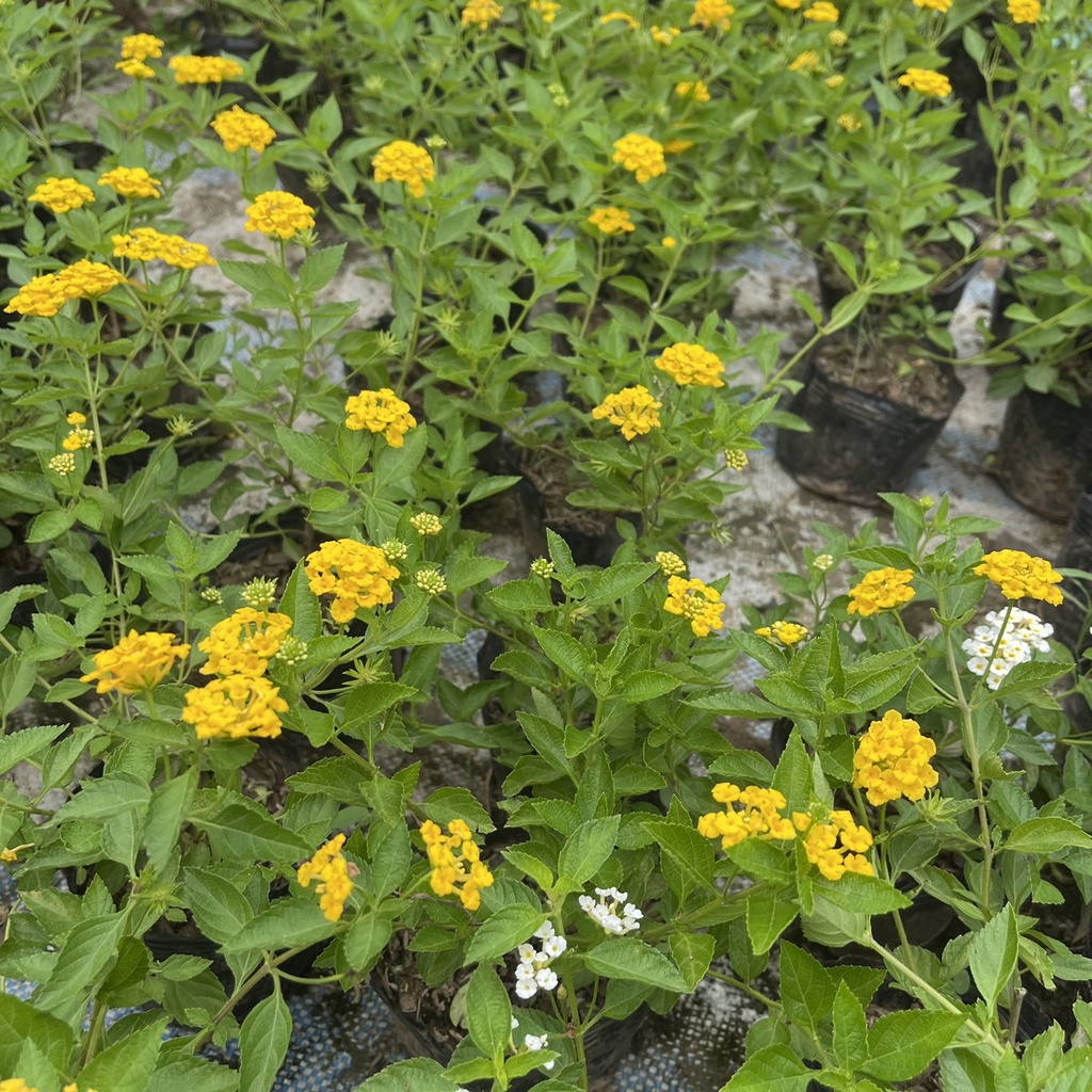 Cây hoa ngũ sắc vàng chiều cao 20cm  tán ngọn xum xuê ra hoa quanh năm thích hợp trồng trang trí sân vườn