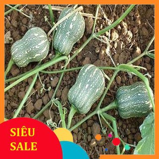 10 hạt giống bí đỏ hạt đậu vietphat