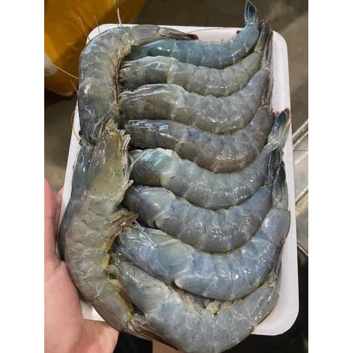 Tôm lột size to