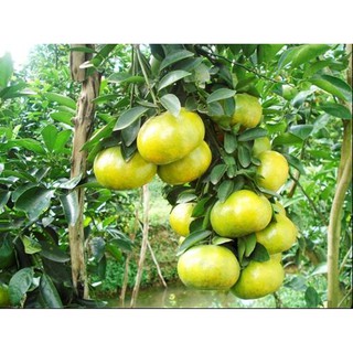 Cây giống quýt đường ( cao 50 - 60cm )