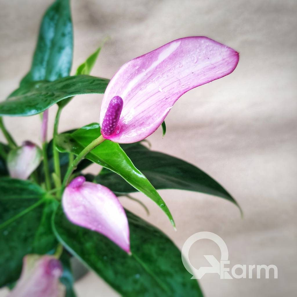 Hồng môn hoa tím - Purple flamingo flower
