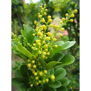 CÂY NGÂU HOA VÀNG TẠO HÌNH THÁP, CÂY CAO 70CM-1M