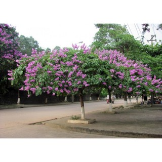CÂY GIỐNG BẰNG LĂNG TÍM BẦU TO