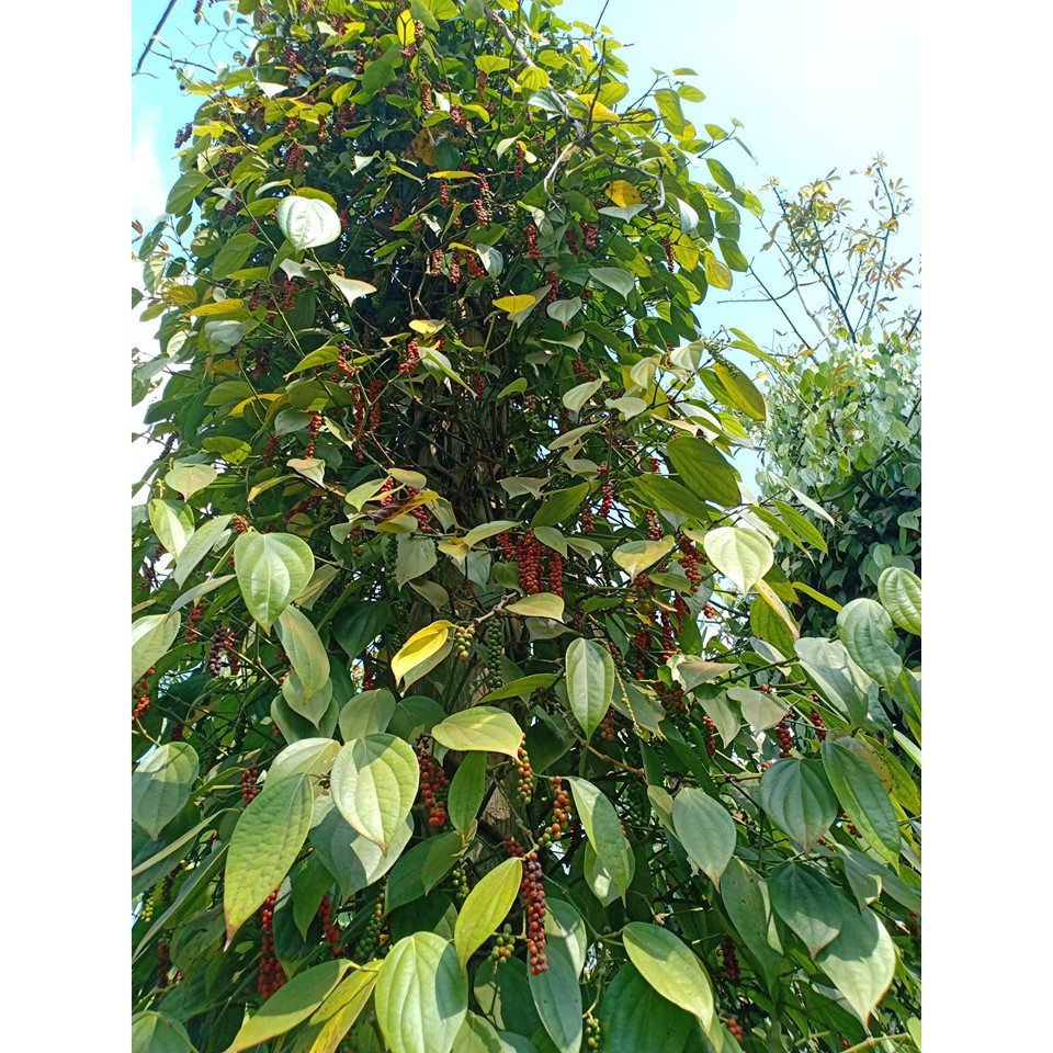 HẠT TIÊU ĐEN  nhà trồng gói 500g Xuất xứ Đắk Song Đăk Nông