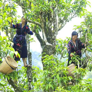 Chè tuyết san cổ thụ Tủa Chùa hộp 200 g