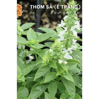 Hạt giống rau thơm sả/ lá é trắng gói 5gr