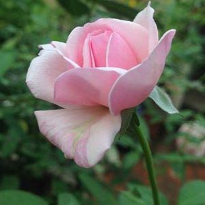 Hạt Giống Hoa Hồng Bụi Mix Đủ Màu 10 hạt (Tặng kèm phân bón kích mầm nhanh và hạt giống hướng dương lùn))