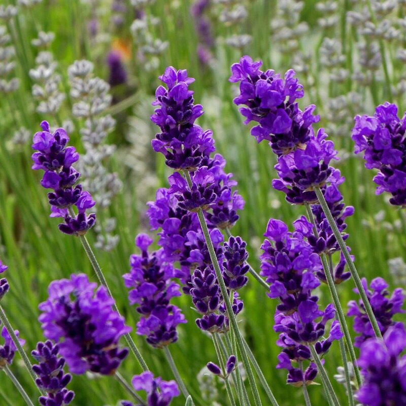 Hạt Giống Hoa Oải Hương 4 mùa/Lavender,Gói 100 Hạt Hoa Oải Hương Giống Khỏe tỉ lệ nảy mầm rất cao