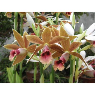 củ lan giống hạc đỉnh nâu tây bắc