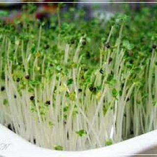 Hạt giống mầm củ cải trắng 20 gram