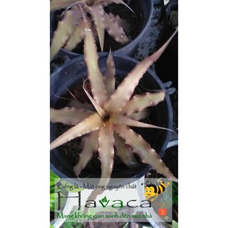  Cây dứa Lê Phụng Cơ - Màu nâu đất