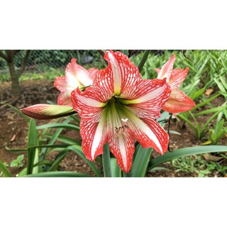 LAN HUỆ HÙNG VƯƠNG - 1 Củ