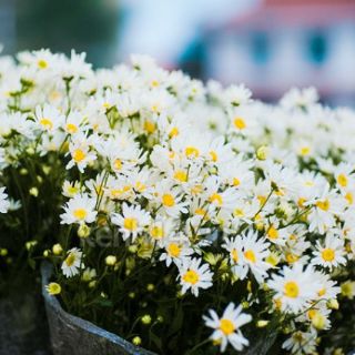 Hạt giống hoa Cúc Họa Mi RADO cao cấp dễ trồng