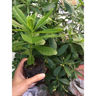 Chậu mềm sâm đất