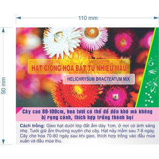 Hạt giống Hoa Bất Tử Nhiều Màu