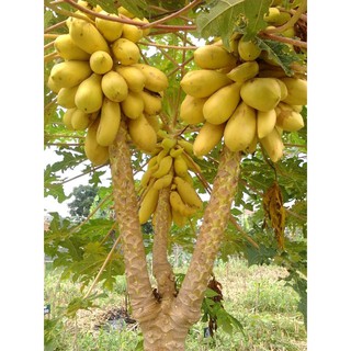 Hạt Giống Đu Đủ Da Vàng