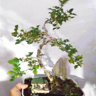 Tiểu cảnh Cây Nguyệt Quế