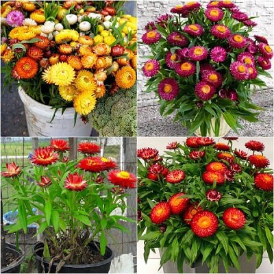 Hạt Giống Hoa Cúc Bất Tử Kép