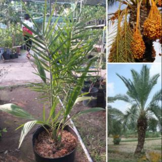 Hạt giống cây chà là Thái (75k/35 hạt)