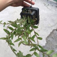 Hạc vĩ thuần vườn