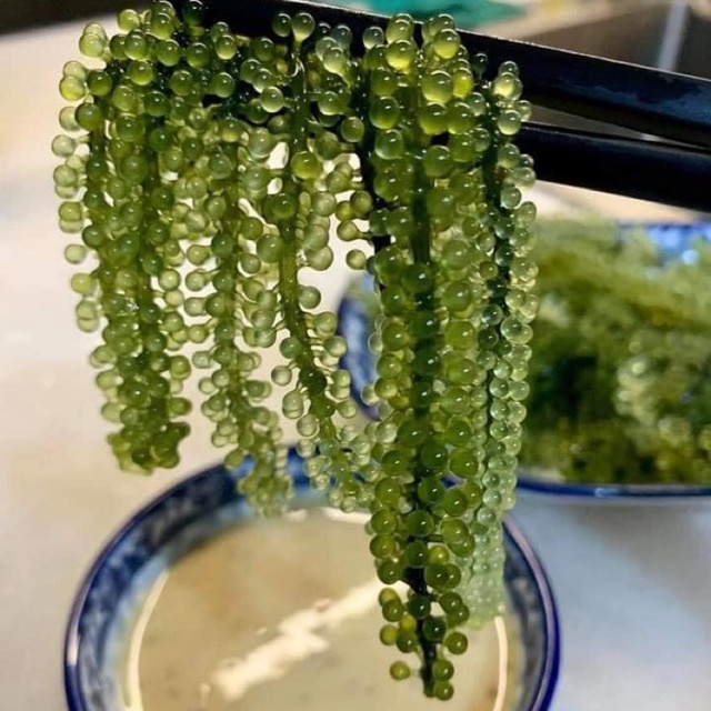 [MỚI] - 100G RONG NHO TÁCH NƯỚC/ RONG NHO NGON/ RONG NHO BIỂN/ CHẤT LƯỢNG VÀ TỐT SỨC KHỎE