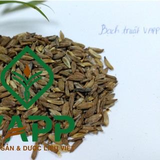 COMBO 20 HẠT GIỐNG BẠCH TRUẬT VAPP
