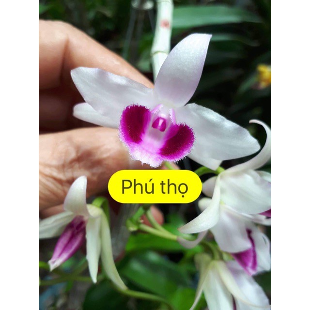 Hoa phong lan phi điệp 5ct cánh trắng phú thọ gieo hạt