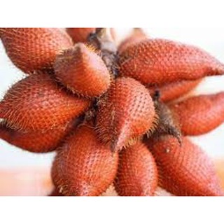 CÂY GIỐNG MÂY THÁI,SIÊU QUẢ SIÊU NGON, SIÊU KINH TẾ - CGMTLSQSNSKT
