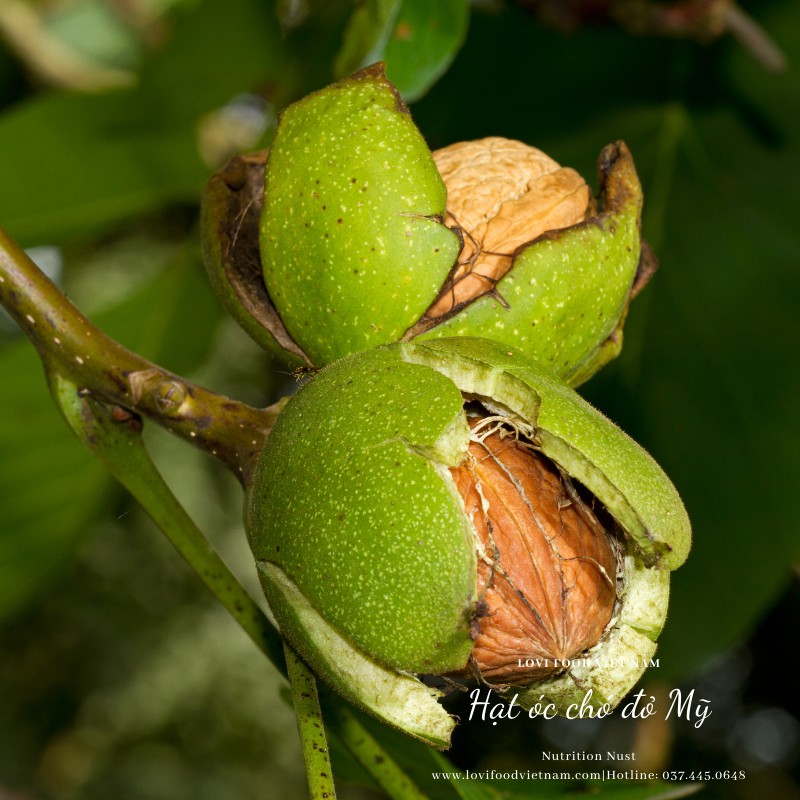 HẠT ÓC CHÓ ĐỎ TÁCH VỎ MỸ - 500gram HẠT CAO CẤP nhập khẩu 100% từ California - Lovi Food Việt Nam | BigBuy360 - bigbuy360.vn