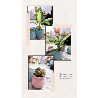 Cây cảnh để bàn kèm chậu sứ, ngọc ngân, phú quý, lưỡi hổ