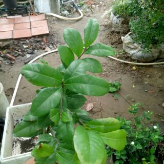 Chậu cây mai tứ quý cao 20-45cm