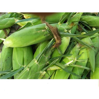 Hạt giống bắp ngọt năng suất cao, thơm ngon 5gr