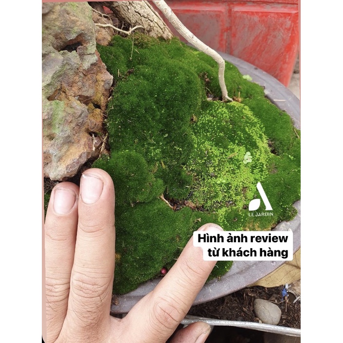 Rêu Nhung - trang trí chậu bonsai và tiểu cảnh -  set bình terrarium, gắn lũa, đá hồ bán cạn