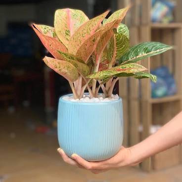 Cây Cung Điện Vàng để bàn kèm chậu
